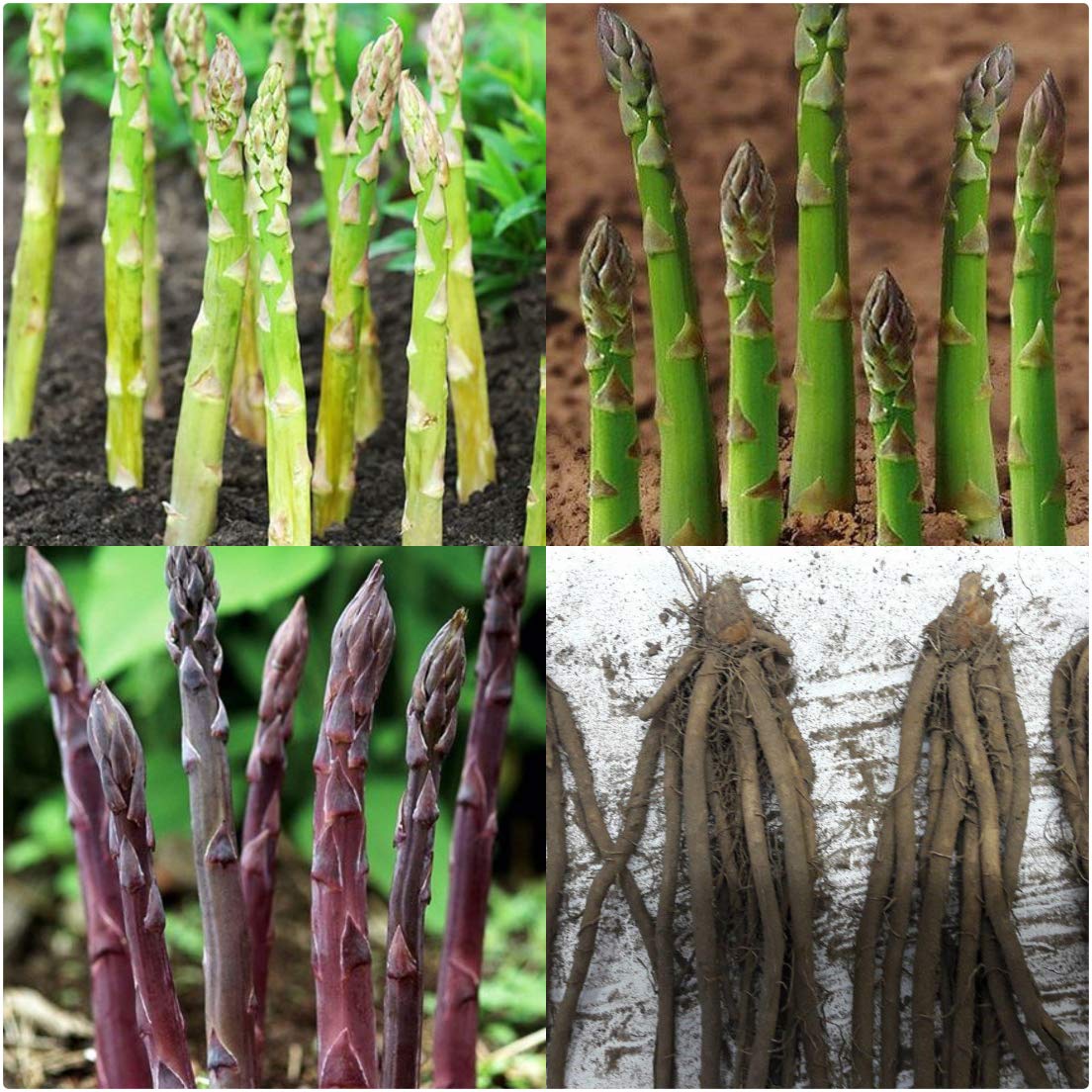Mixed Asparagus Planting Seeds for Vegetables