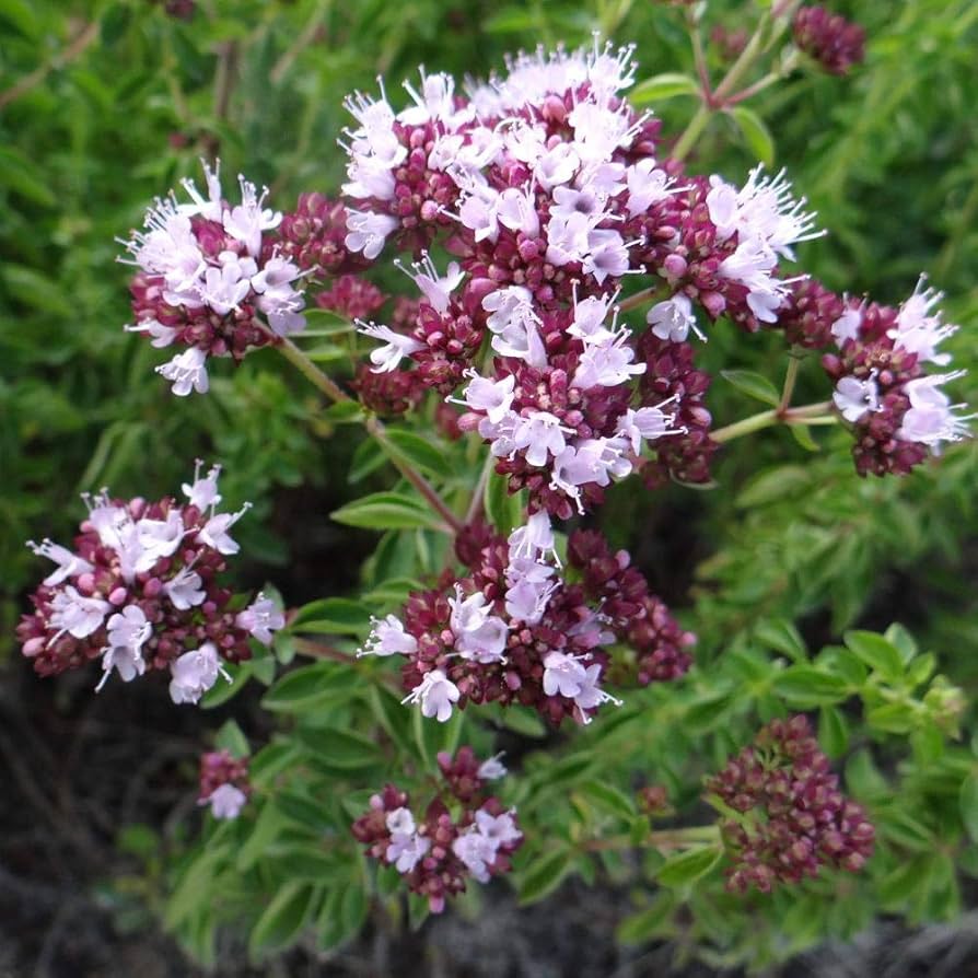 Purple Pulegium Flower seeds for Planting - Sun Loving, Heirloom & GMO Free Seeds for Home Garden