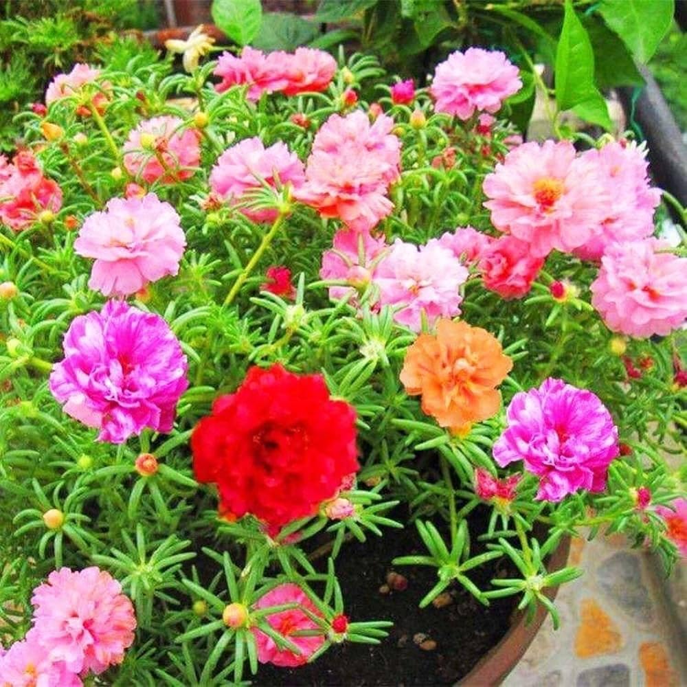Green Portulaca Oleracea Planting Seeds for Vibrant Gardens