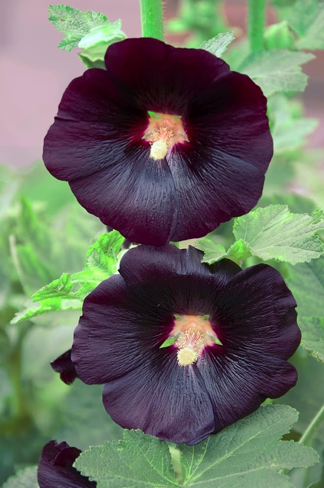 Hollyhock Flower Alcea rosea Seeds for Planting urban garden home garden