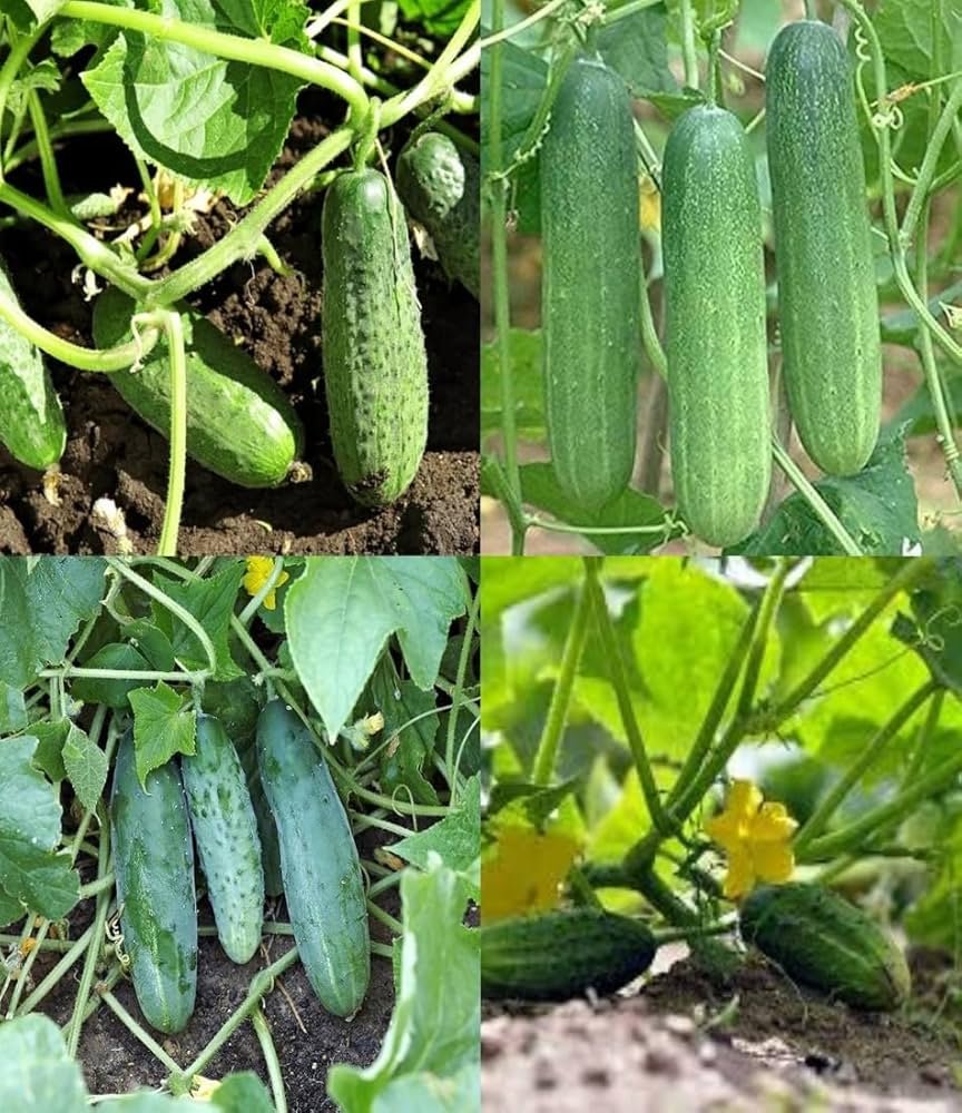 Cucumber Gherkin Seeds for Easy Planting