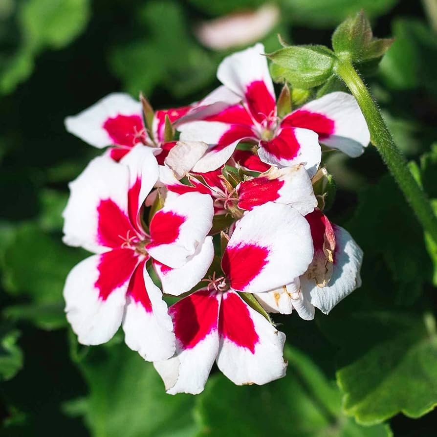 Red & White Geranium Flower seeds for Planting - Vibrant Colors, Heirloom & GMO Free Seeds for Home Garden