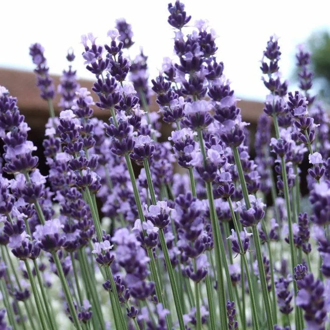 Lavender Flower Seeds for Planting Lavandula Angustifolia for Fragrant Beds