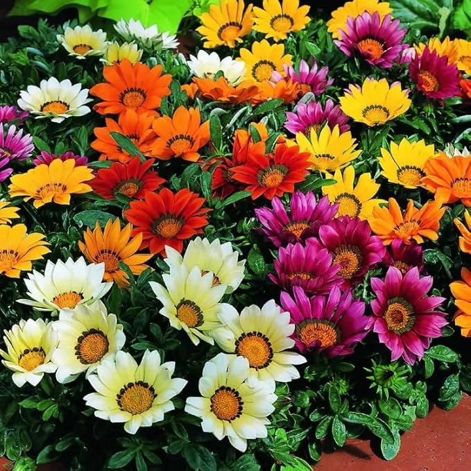 African Gazania Flower Gazania rigens Seeds for Planting in Flower Bed & Urban Garden