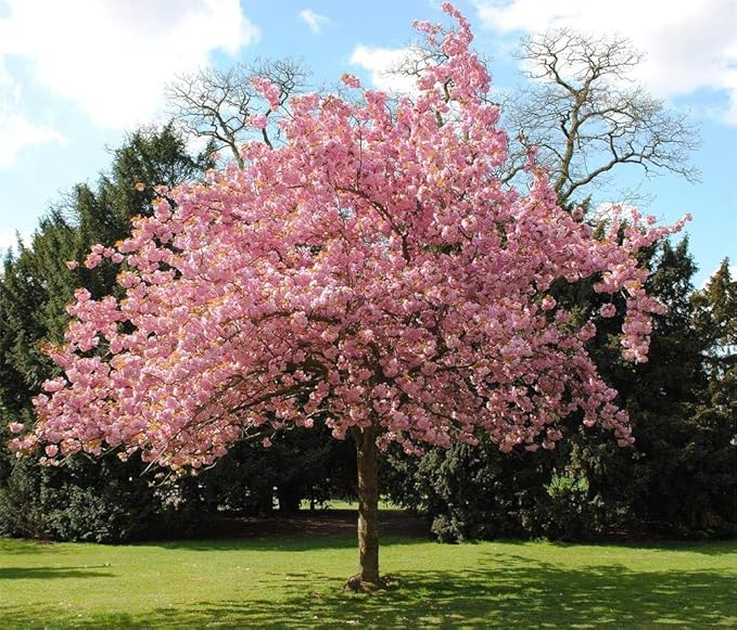 Japanese Cherry Blossom Prunus serrulata Flower Seeds for Planting in Garden