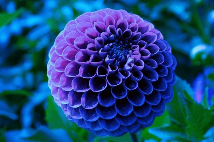 Blue Pompon Dahlia Flower seeds for Planting - Shade Tolerant, Heirloom & GMO Free Seeds for Home Garden