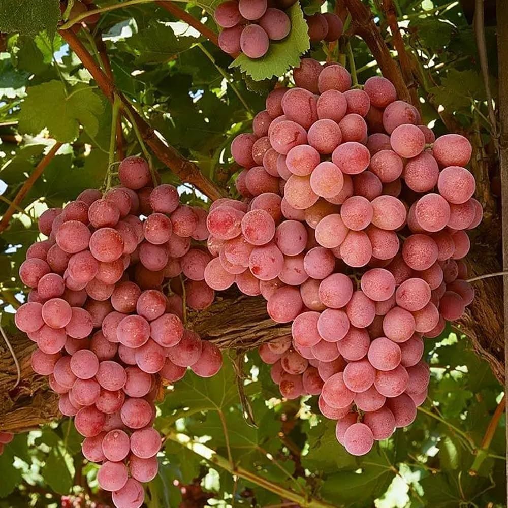 Ruby Roman Grape Seeds for Planting - Grow Your Own Grapes