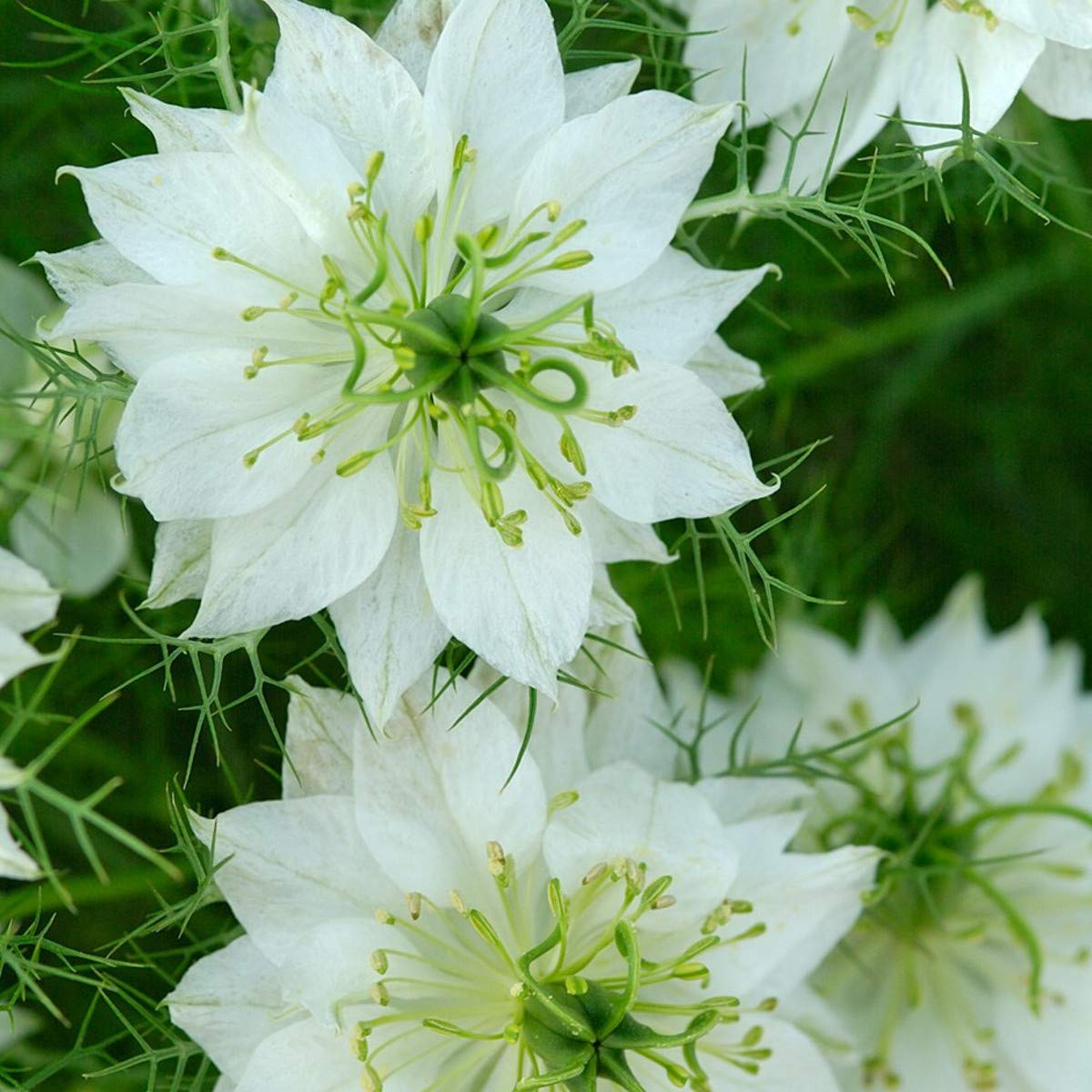 White Love-in-a-Mist Seeds Nigella damascena for Planting in Cottage Garden and Flower Bed
