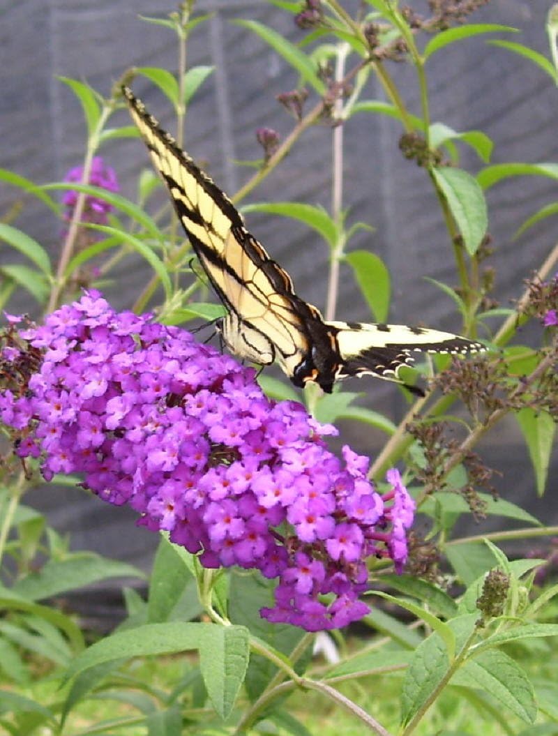 Mix Butterfly Bush Seeds for Planting - Vibrant Flower Mix for Butterfly Gardens, Easy to Grow Heirloom Non-GMO Seeds