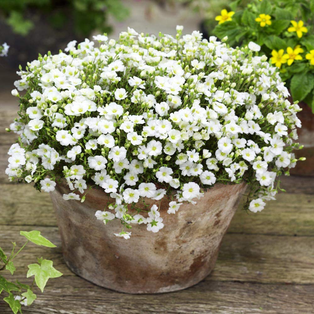 Arenaria Montana Seeds for Planting Rock Garden Ground Cover Borders