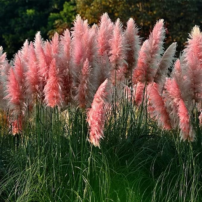 Grass Plant Seeds for Planting in Lawn or Garden