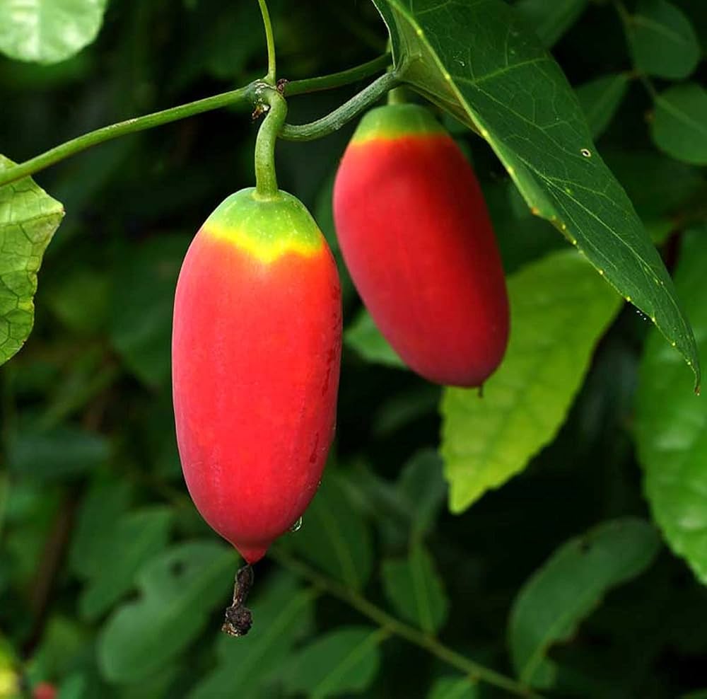 Coccinia Grandis Seeds for Planting Coccinia grandis for vegetable patches and tropical gardens