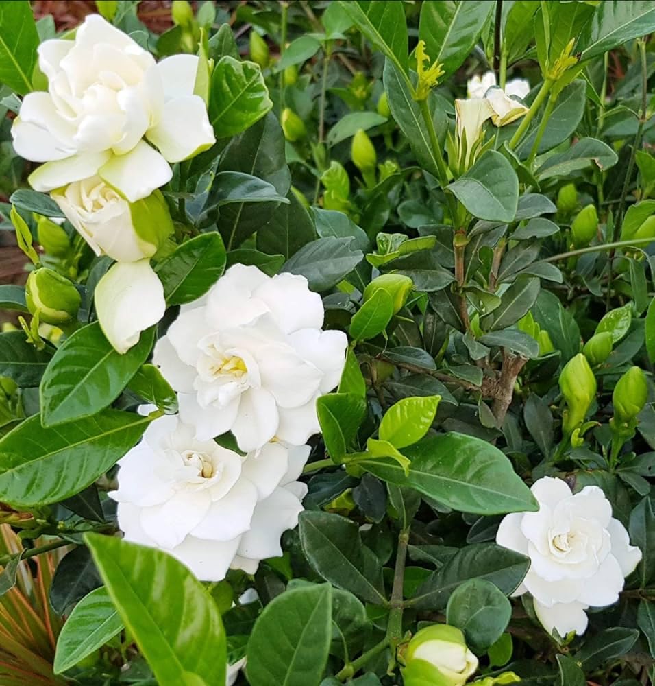 CAPE JASMINE Jasminiodes Fragrant White Shrub Flower seeds for Planting - Low Maintenance, Heirloom & GMO Free Seeds for