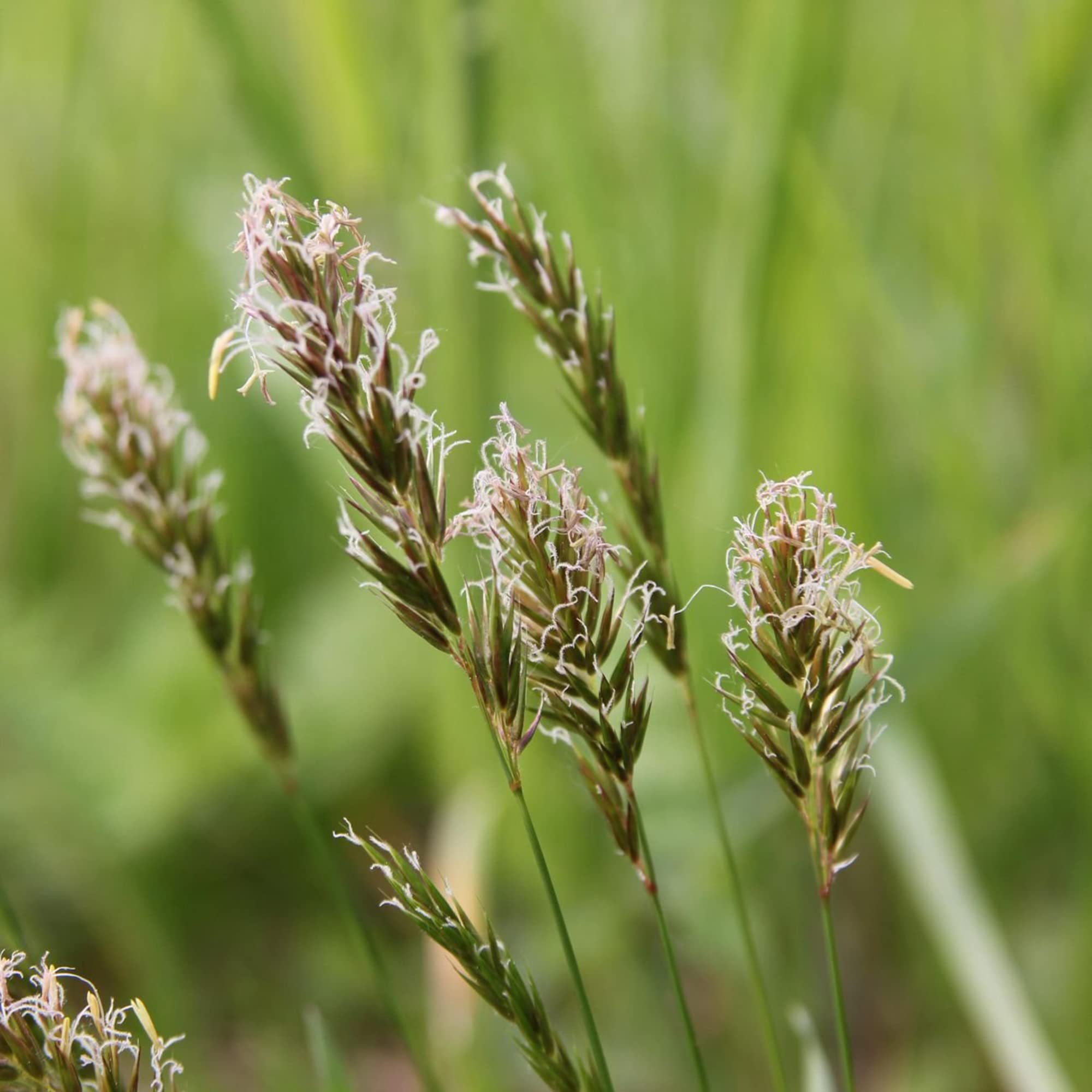 Sweet Vanilla Grass Anthoxanthum nitens Seeds for Planting in Indoor Garden and Herb Bed