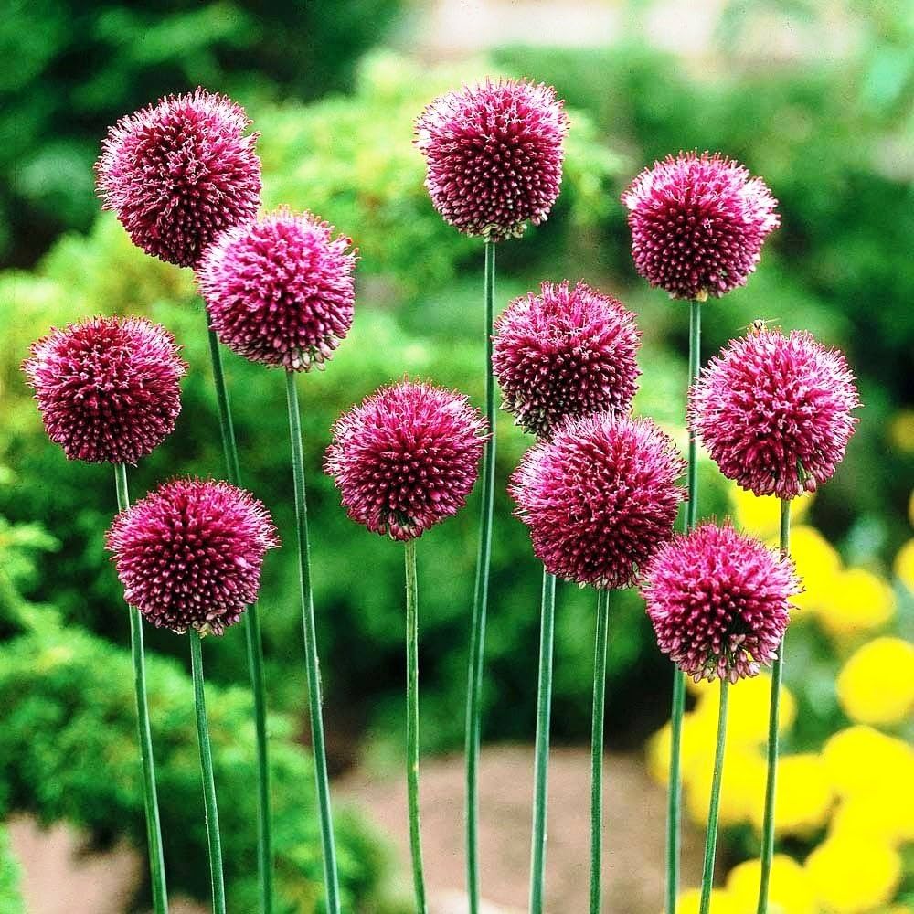 Nickende Zwiebel Allium sphaerocephalon Native Wildflower Seeds for Planting in Garden