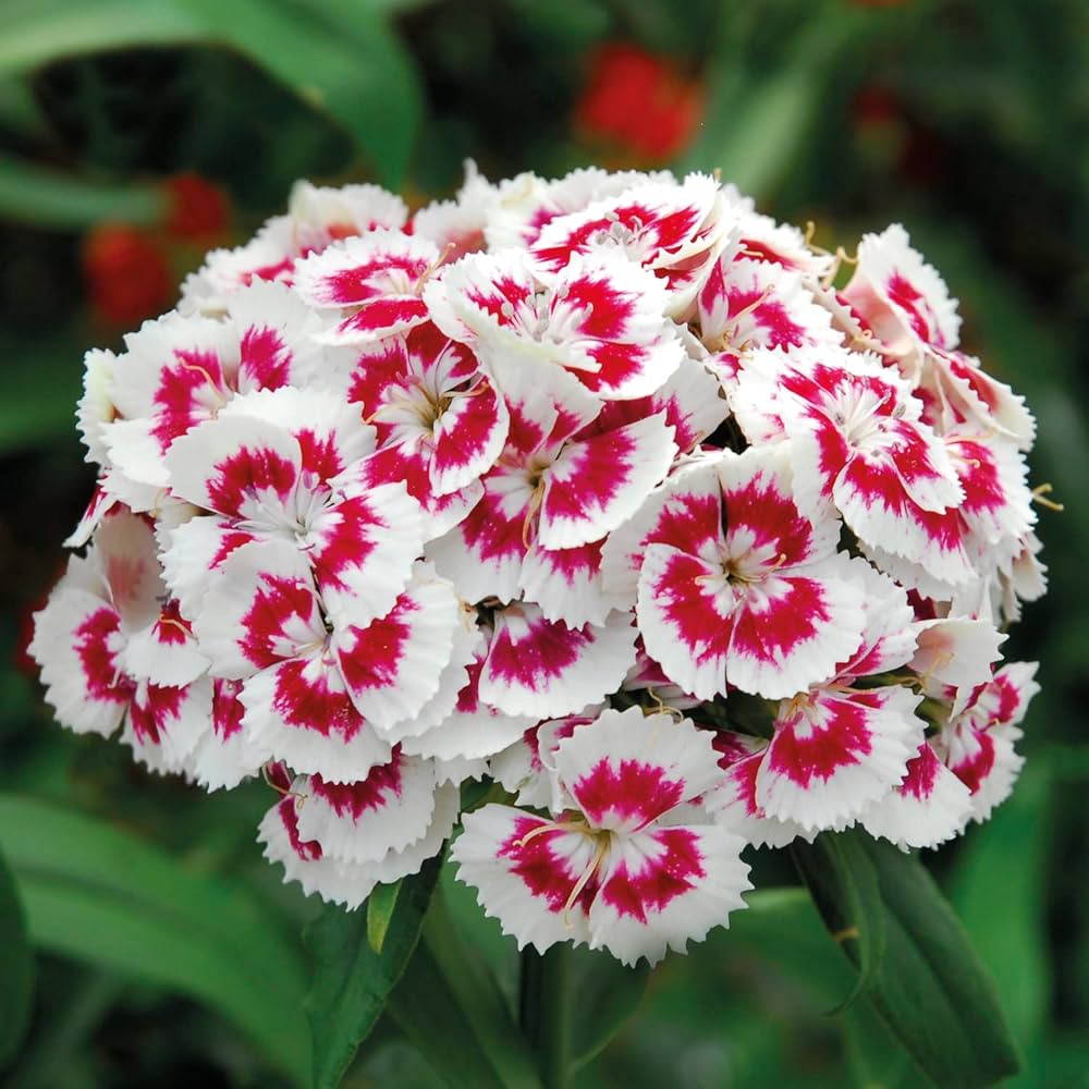 Mixed Dianthus Telstar Flower seeds for Planting - Colorful Display, Heirloom & GMO Free Seeds for Home Garden