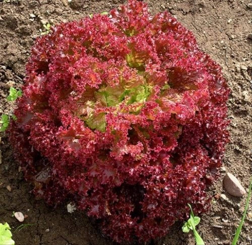Red Lettuce Seeds for Planting  Fresh Garden Vegetables