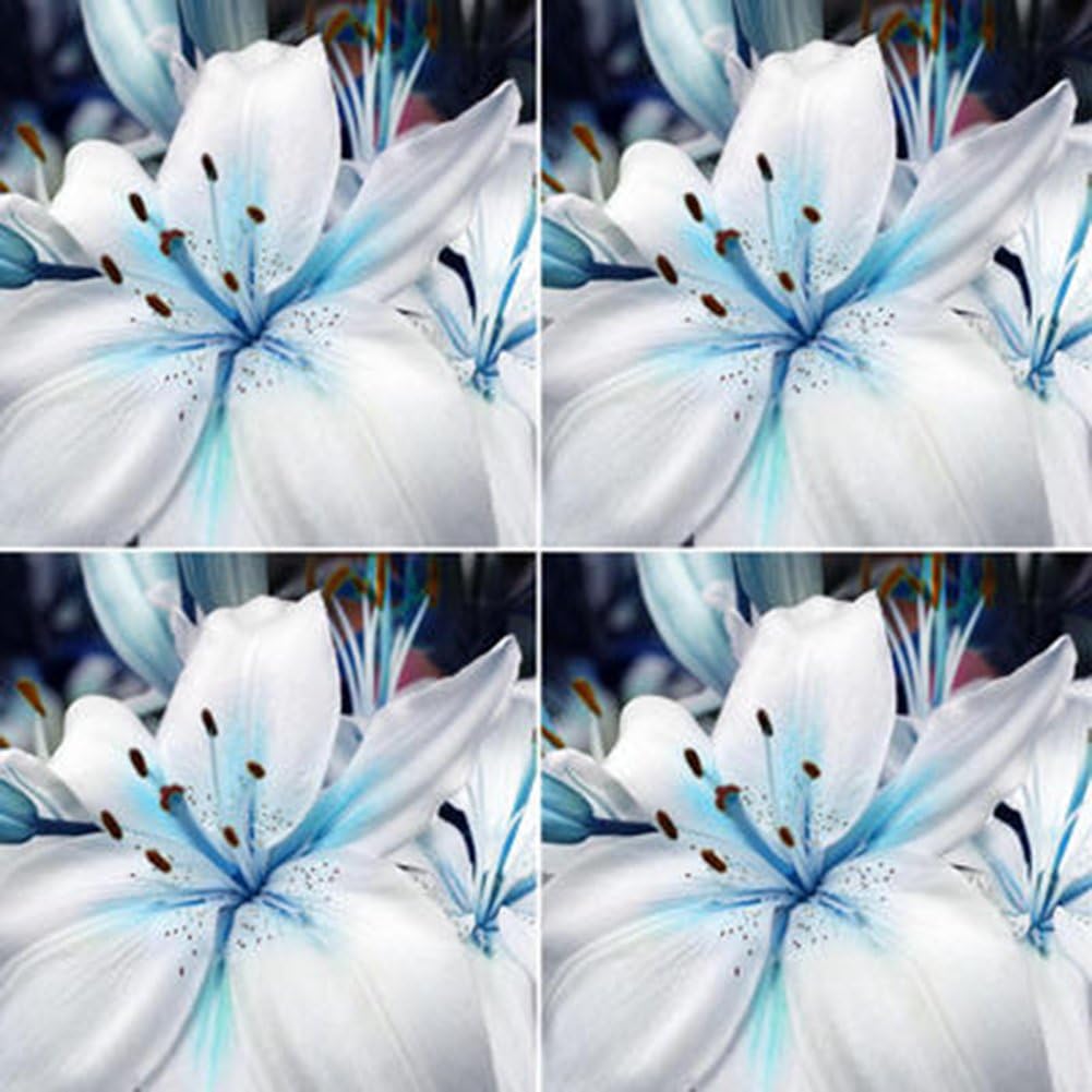 Blue Rare Lily Seeds For Yard Gardening Plant Planting Lilium Flower Home Bonsai Garden Décor Best