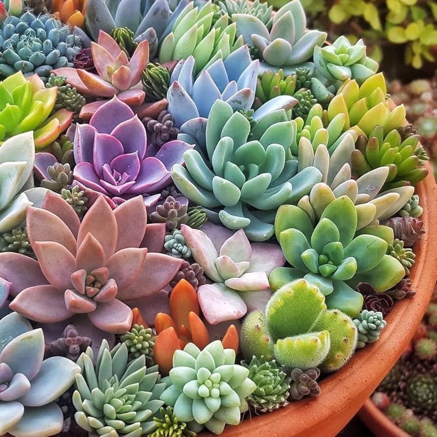 Bonsai Flower Seeds Agave Seeds, Rare Succulent Seeds