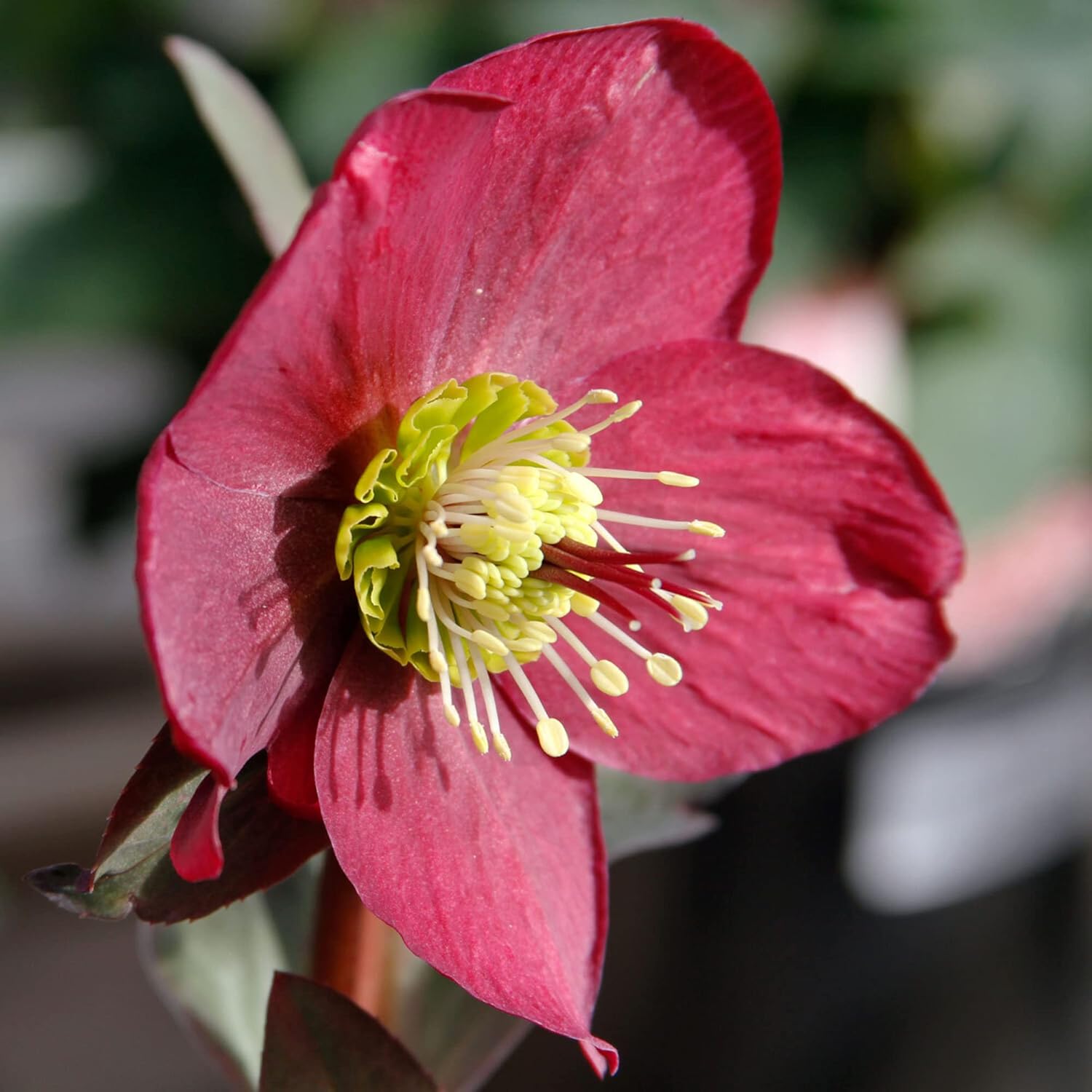 Lenten Rose Seeds Helleborus Orientalis Perennial Flowering Plant Early-Blooming Flowers Tolerate