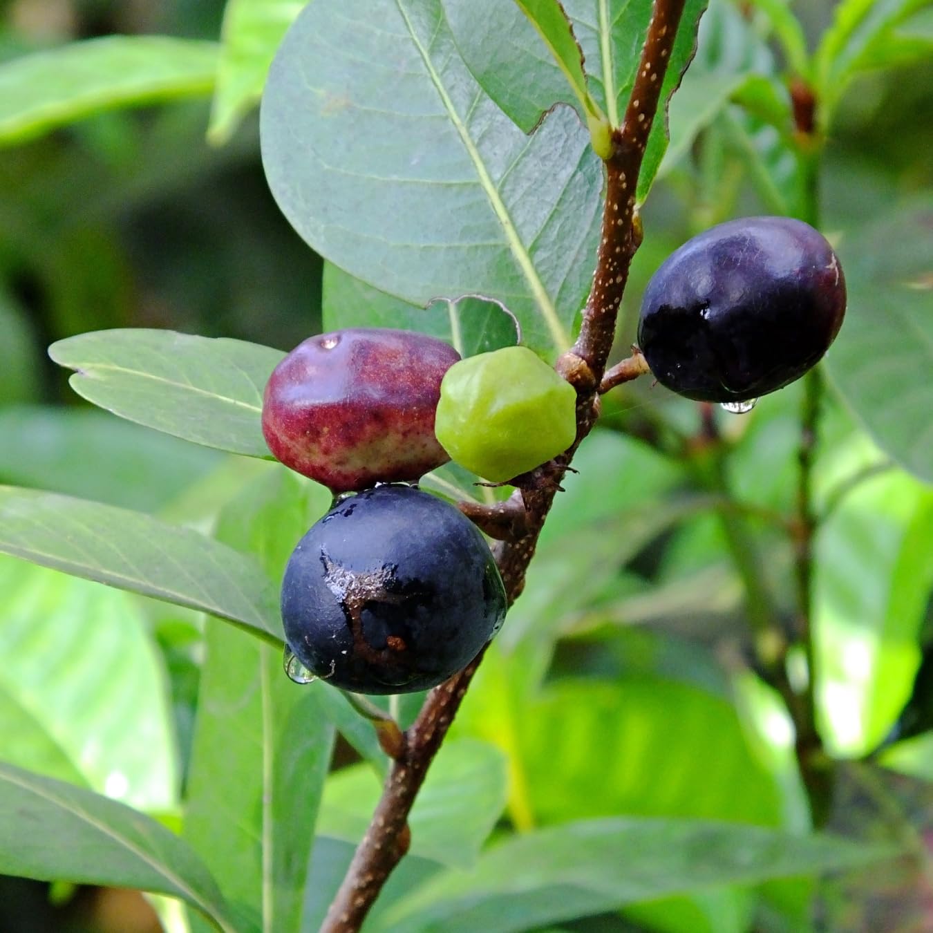 Chrysobalanus Icaco Seeds for Planting - Grow Edible Black Fruit Plants