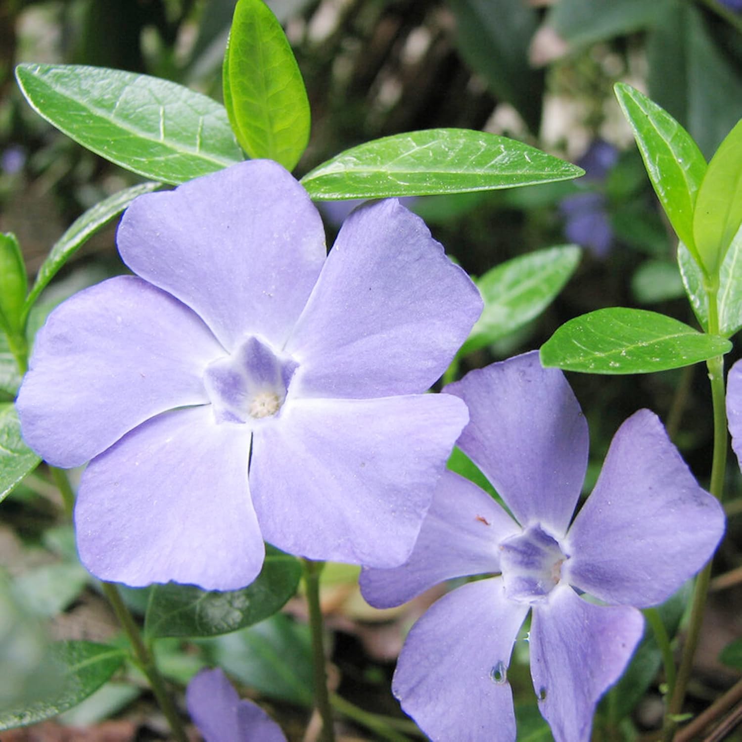Periwinkle Seeds Low-Growing Evergreen Perennial Ground Covers Drought Tolerant Attracts
