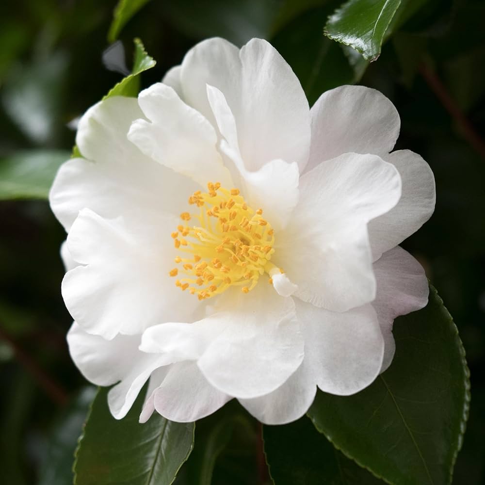 Camellia White Flower seeds for Planting - Wildflower Mix, Heirloom & GMO Free Seeds for Home Garden