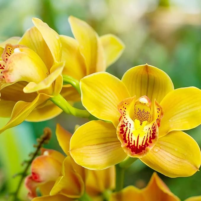 Mixed Orchid Orchidaceae spp Flower Seeds for Planting in Orchid Garden