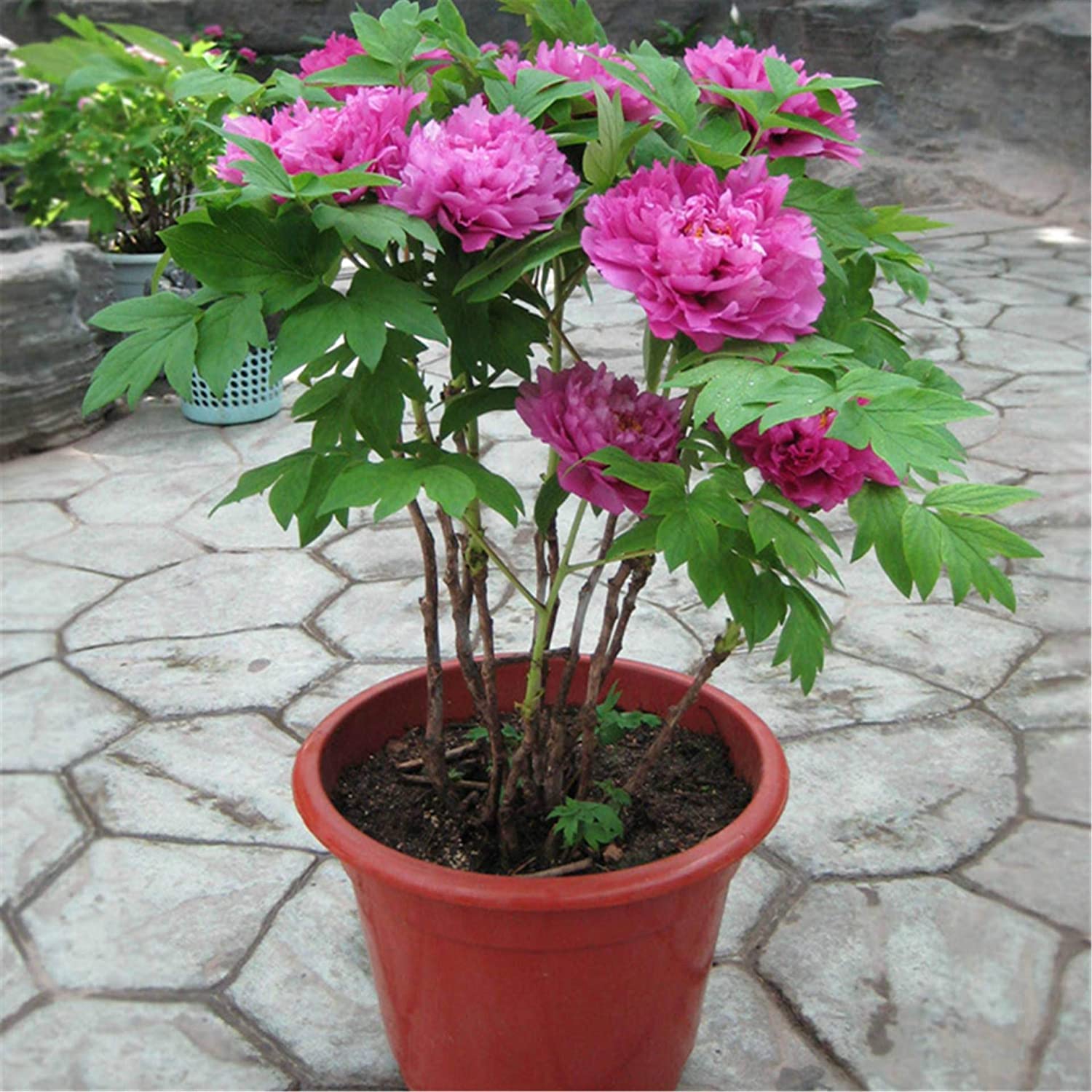 Peony Paeonia lactiflora Flower Seeds for Planting