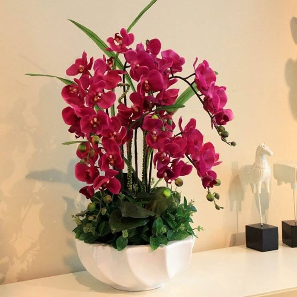 Phalaenopsis Bonsai Orchid Flower Seeds