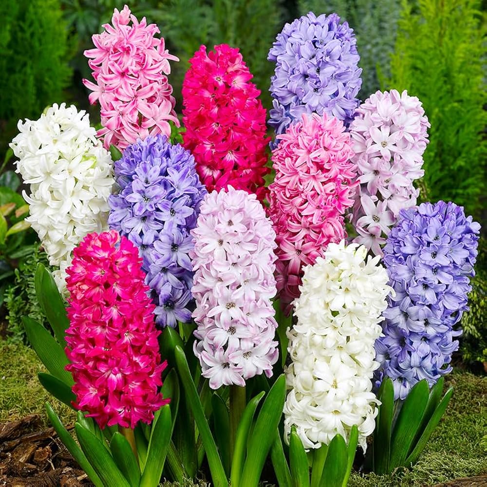 Hyacinthus Orientalis Flower seeds for Planting - Wildflower Mix, Heirloom & GMO Free Seeds for Home Garden