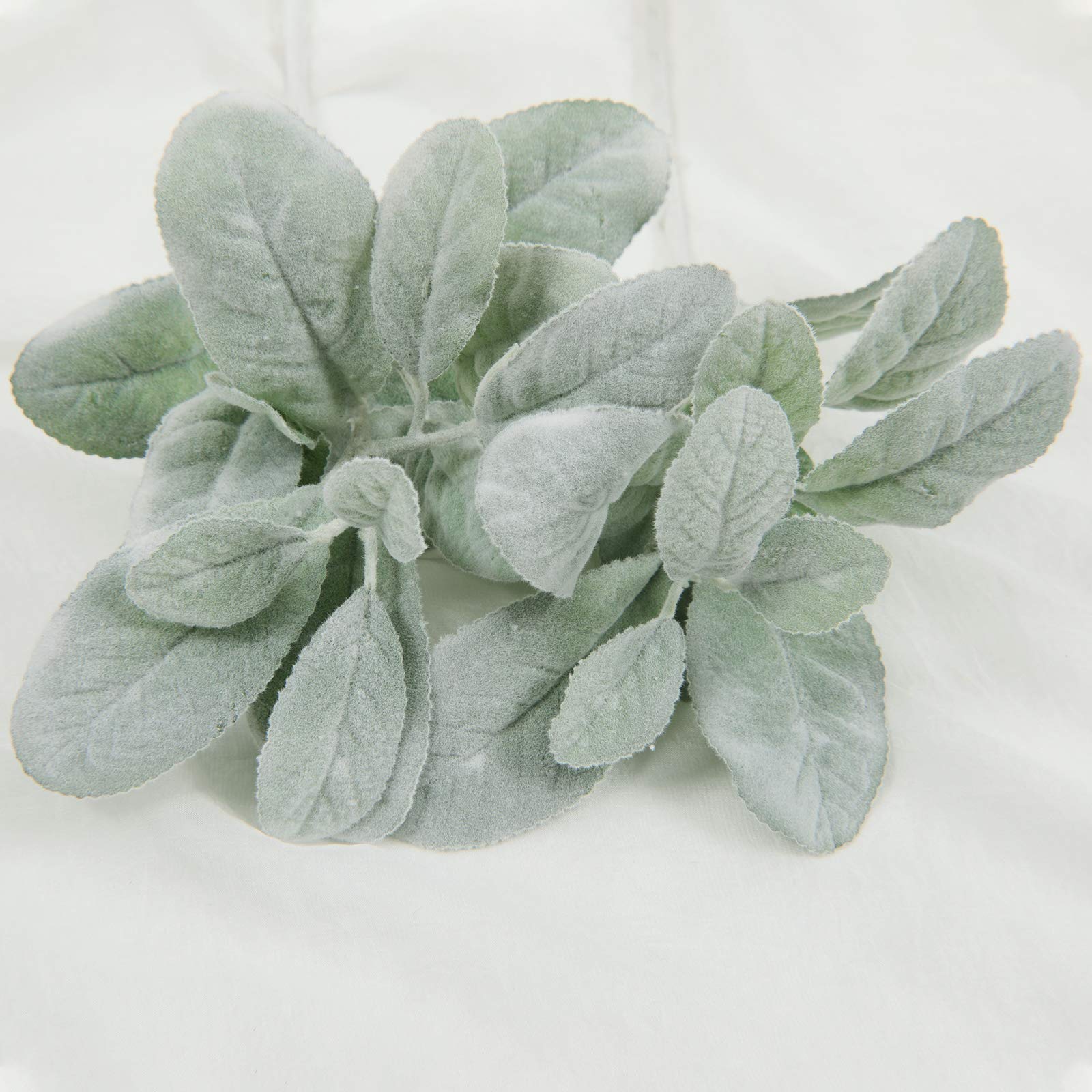 Lambs Ear Seeds for Planting Stachys byzantina for ornamental gardens and flower beds