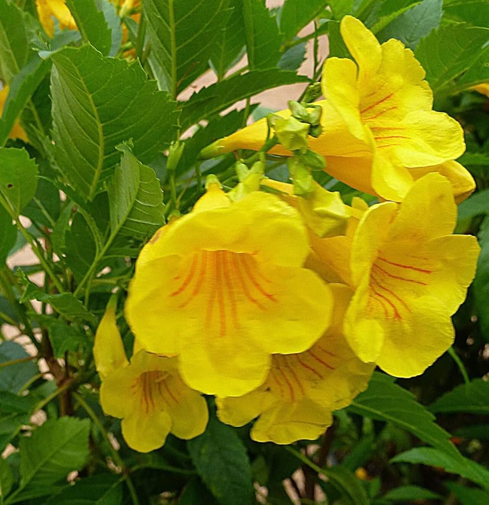 Tecoma Flower seeds for Planting - Long Bloom Season, Heirloom & GMO Free Seeds for Home Garden