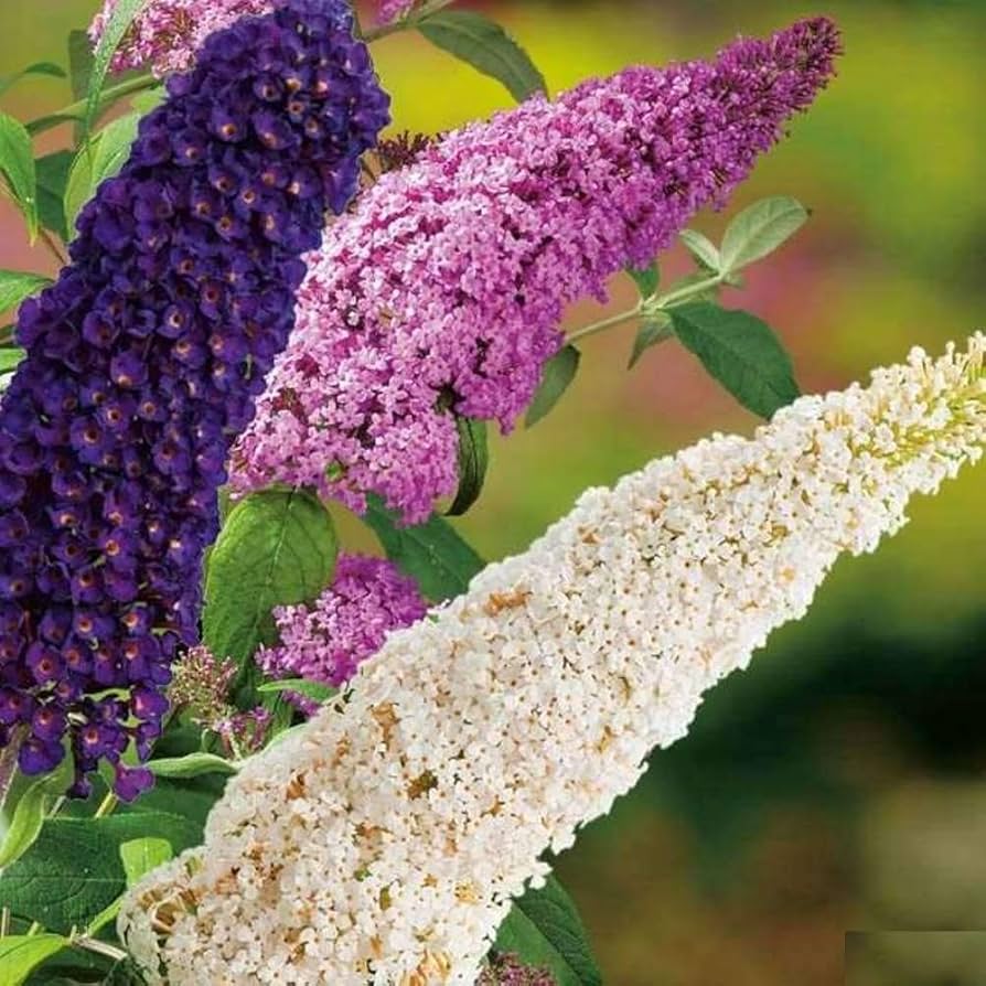 Butterfly Bush Rare Flower Seeds