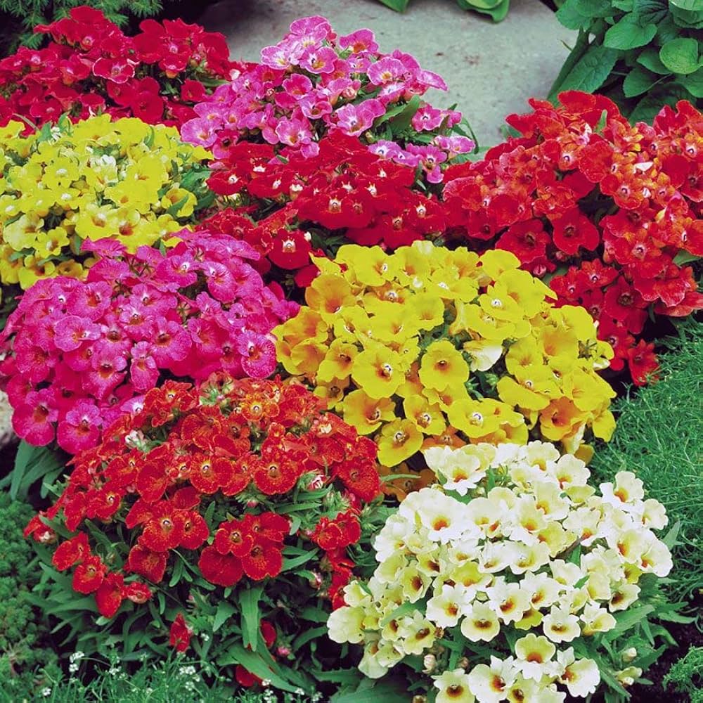 Mixed Nemesia Carnival Flower seeds for Planting - Bright Blooms, Heirloom & GMO Free Seeds for Home Garden
