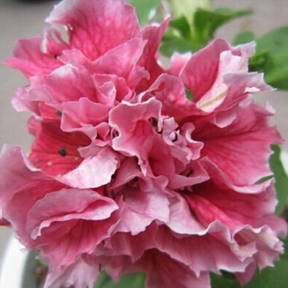 Petunia Double Madness Red and White Seeds for Planting flower bed