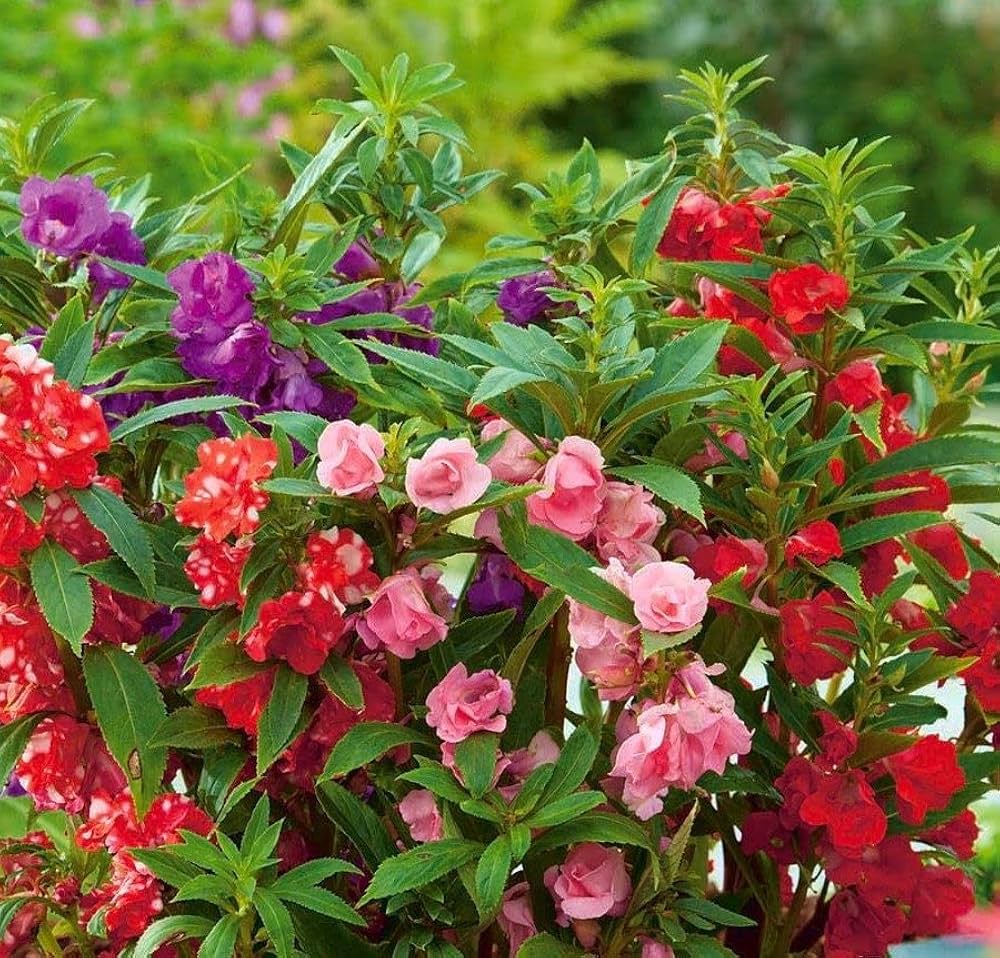 Mixed Camellia Flower seeds for Planting Cottage Garden Essential Heirloom & GMO Free Seeds for Home Garden