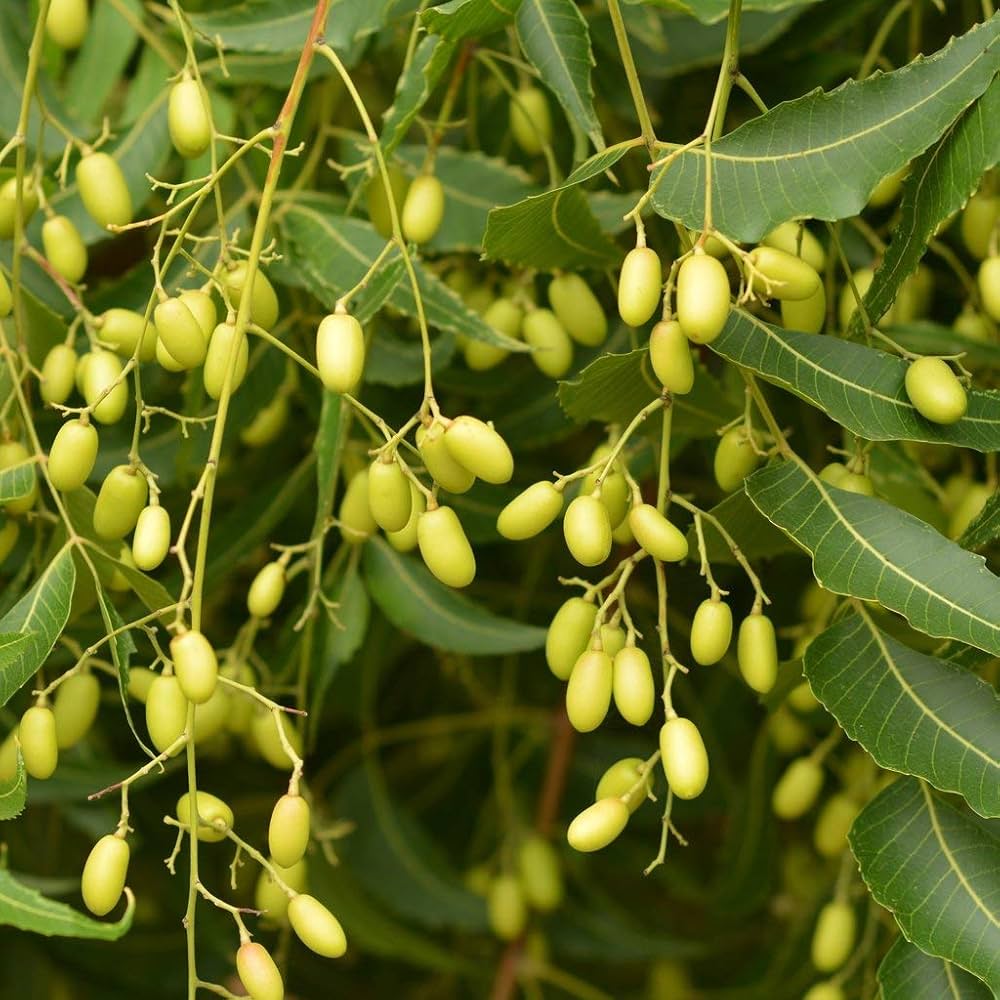 Azadirachta Indica Tree Seeds for Planting