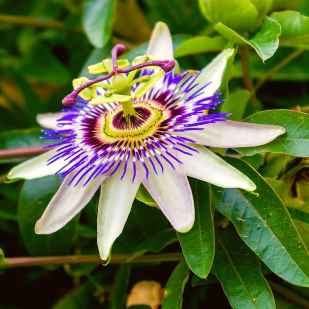 Purple Passion Flower seeds for Planting - Compact Growth, Heirloom & GMO Free Seeds for Home Garden