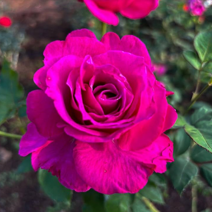 Soft Pink Rose Flower Seeds for Planting Pollinator Friendly Heirloom & GMO Free Seeds for Home Garden
 
 Sale