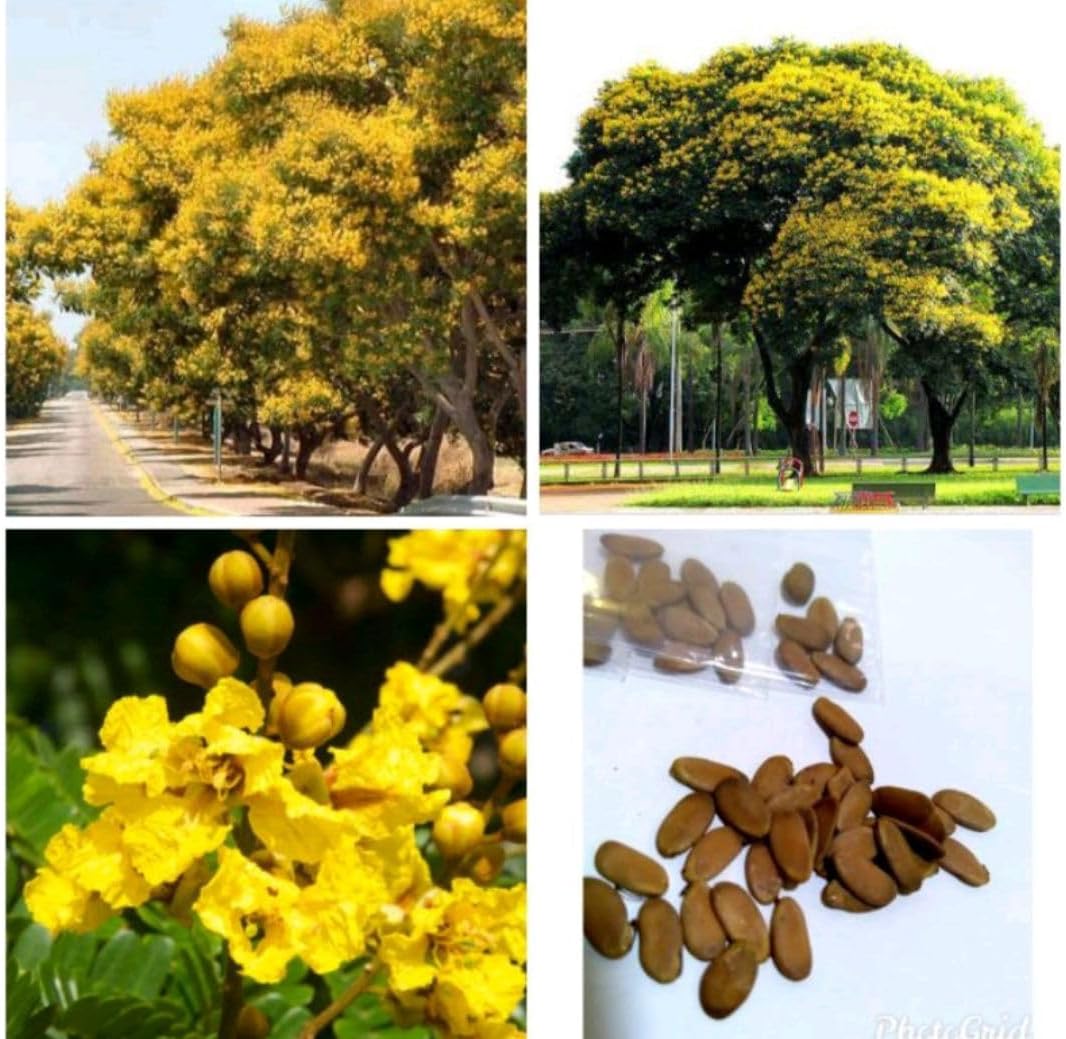 Peltophorum (Peltophorum Flower) seeds for planting in home garden