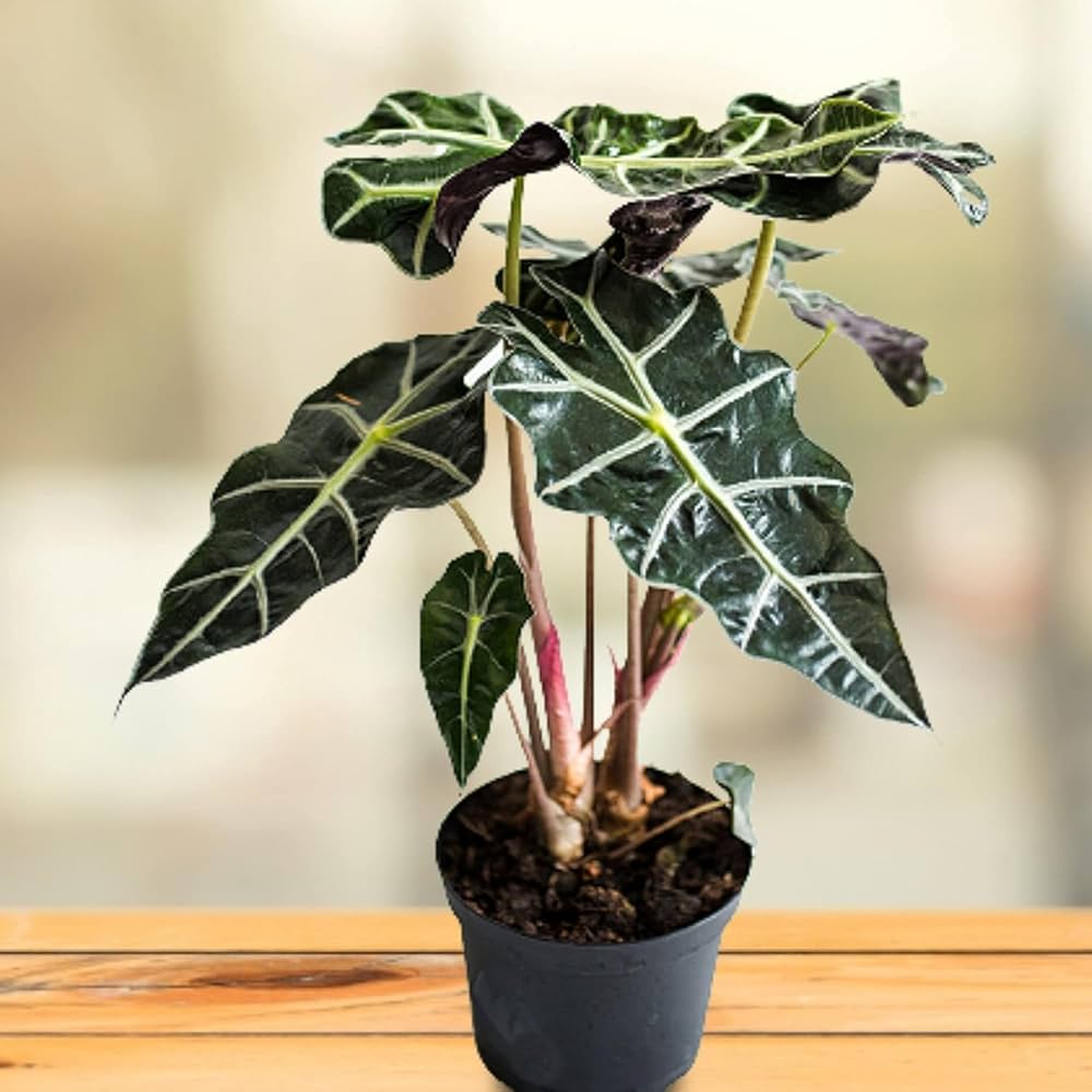 Green Alocasia Flower seeds for Planting - Seasonal Bloomer, Heirloom & GMO Free Seeds for Home Garden