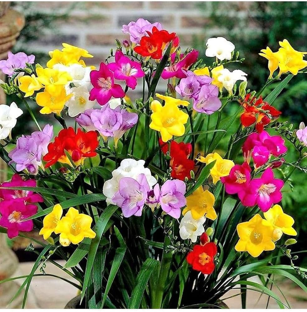 Freesia Freesia refracta for planting in flower bed