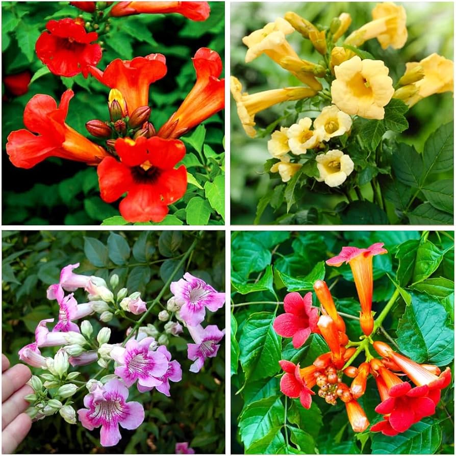 Hummingbird Haven Mixed Seeds for Planting in Pollinator Garden