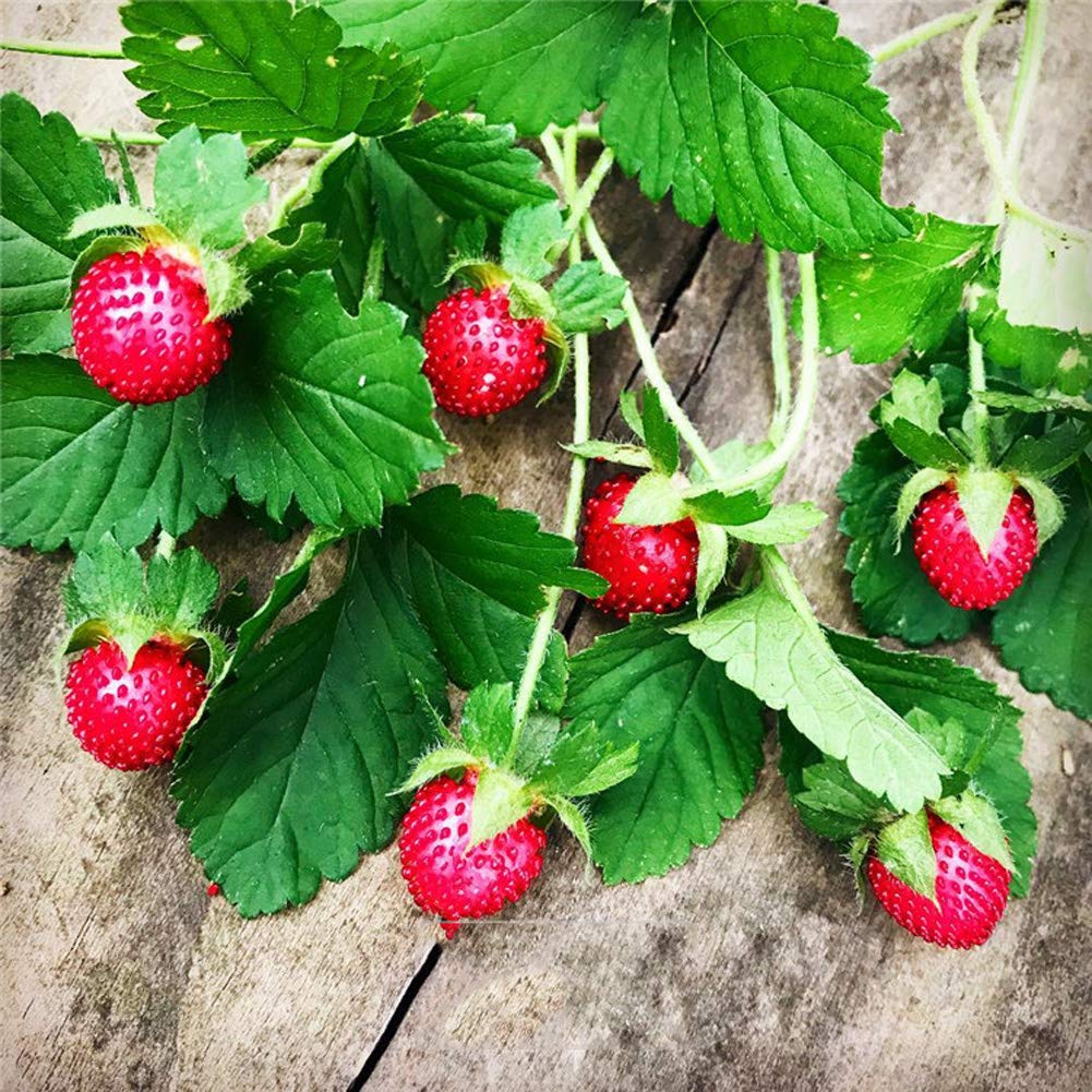 Graines Duchesnea indica Indian Strawberry Seeds for Planting home garden