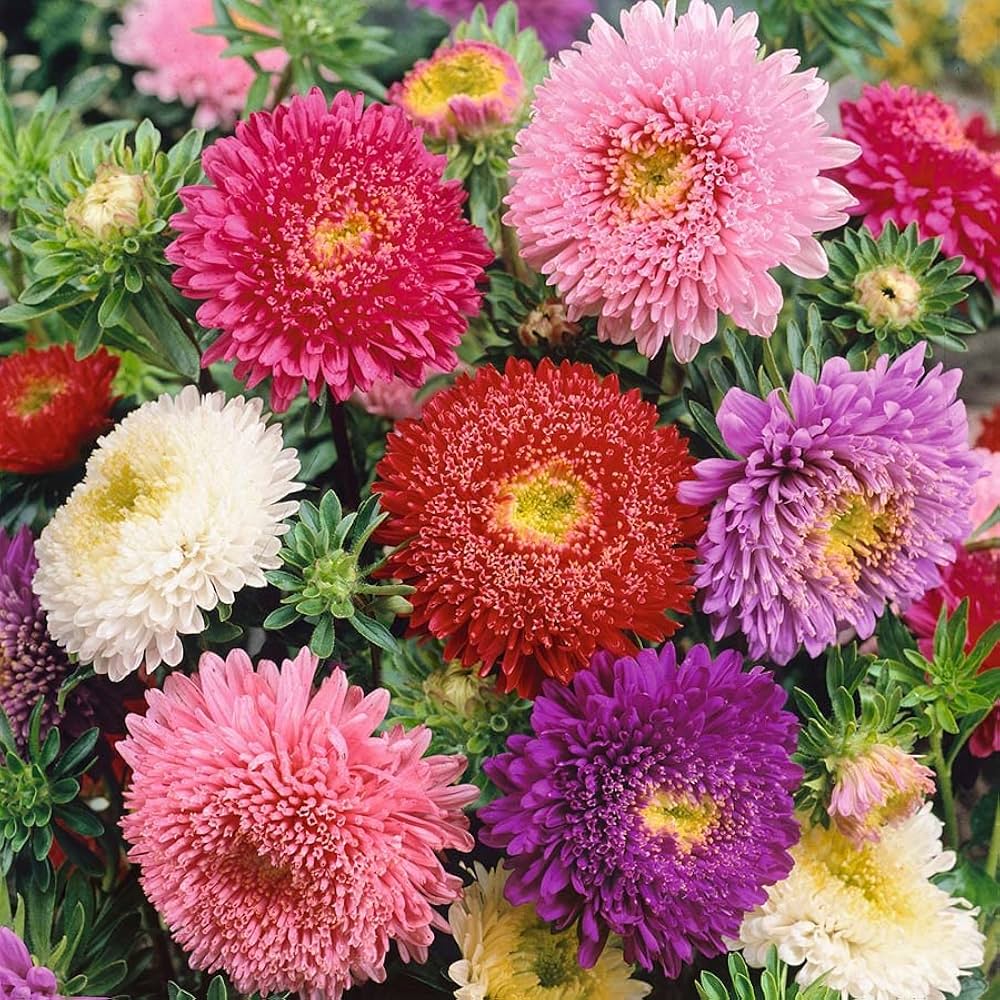 Mix Aster Flower seeds for Planting - Fragrant Blossoms, Heirloom & GMO Free Seeds for Home Garden