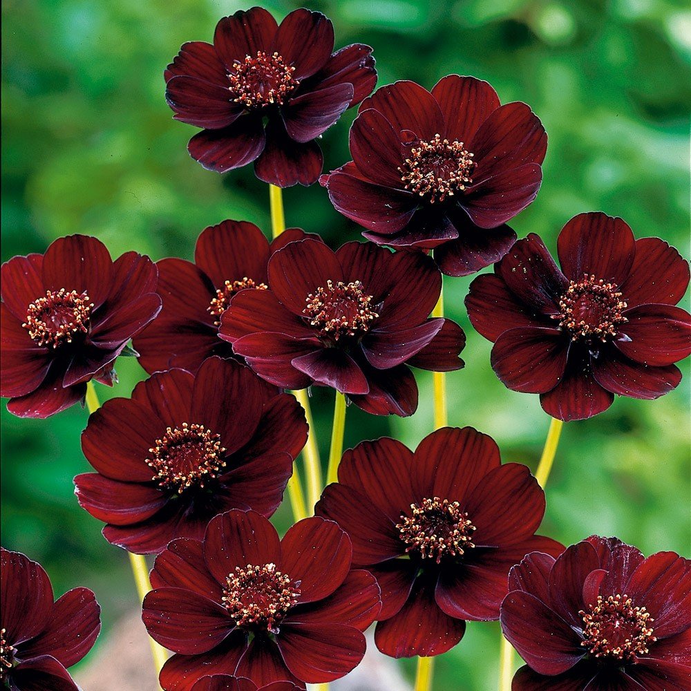 Cosmos Flower seeds for Planting Shade Tolerant Heirloom & GMO Free Seeds for Home Garden