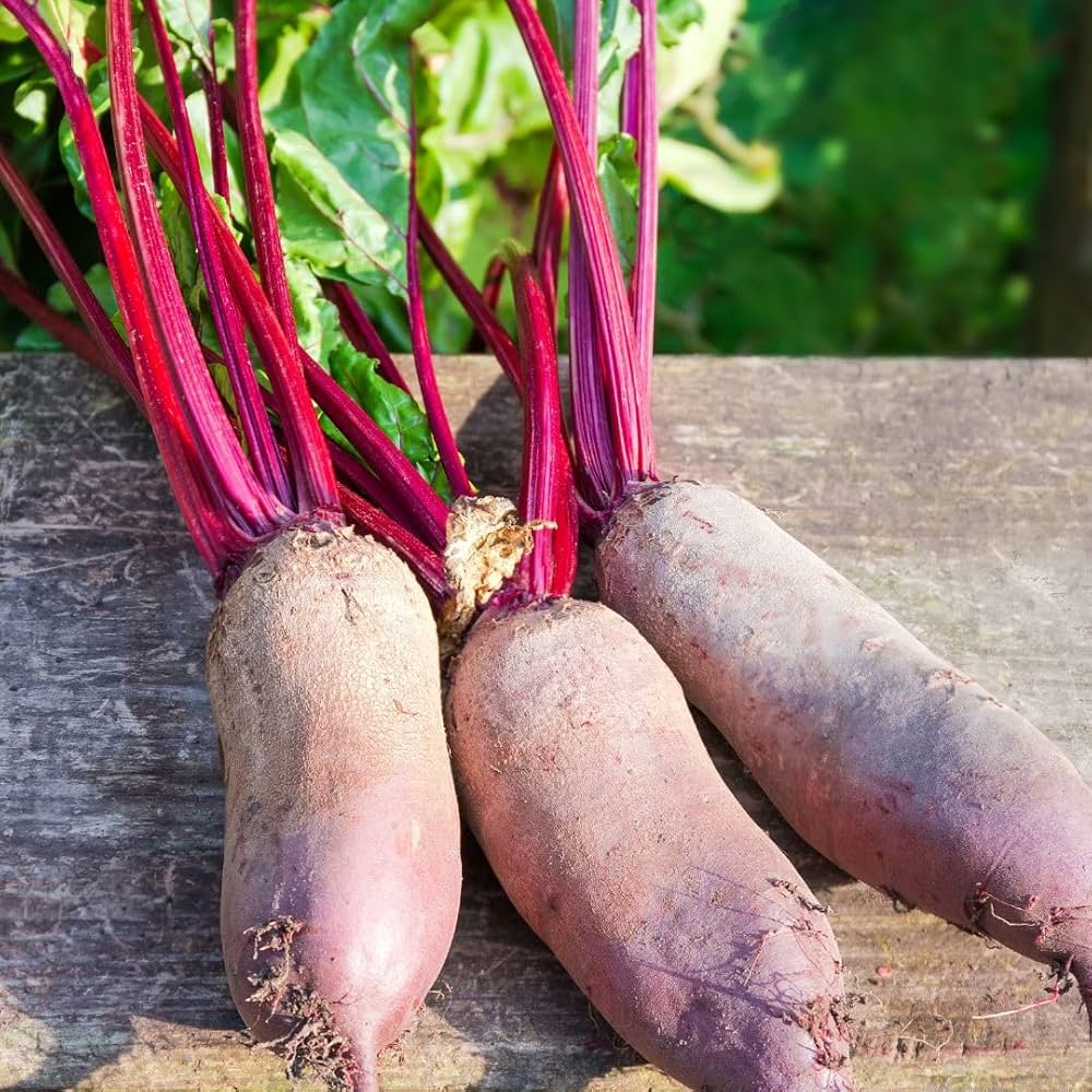 Cylinder Beetroot Seeds for Planting vegetable patch garden