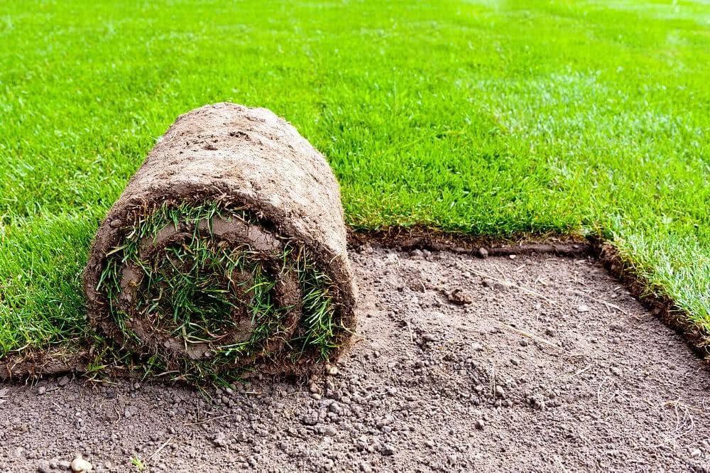 Grass Lawn Seeds for a Healthy, Lush Lawn