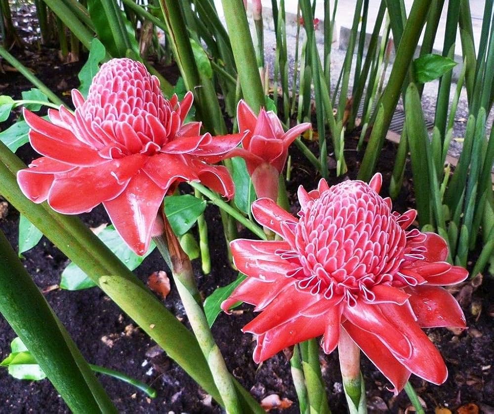 Torch Ginger Flower seeds for Planting Drought Tolerant Heirloom & GMO Free Seeds for Home Garden
